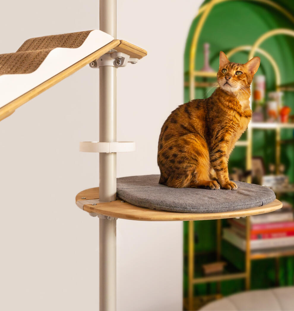 A cat sat on the grey platform attached to the indoor freestyle cat tree.