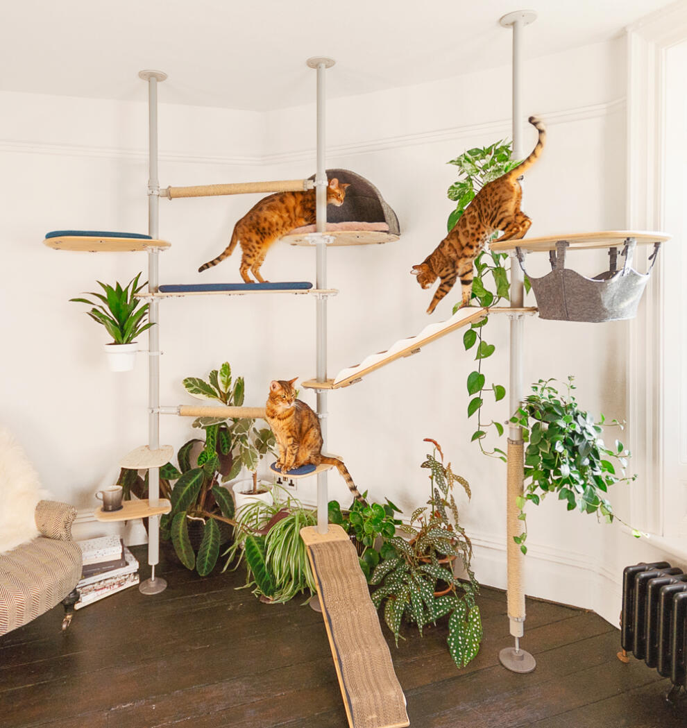 A large indoor freestyle cat tree set up with various accessories.