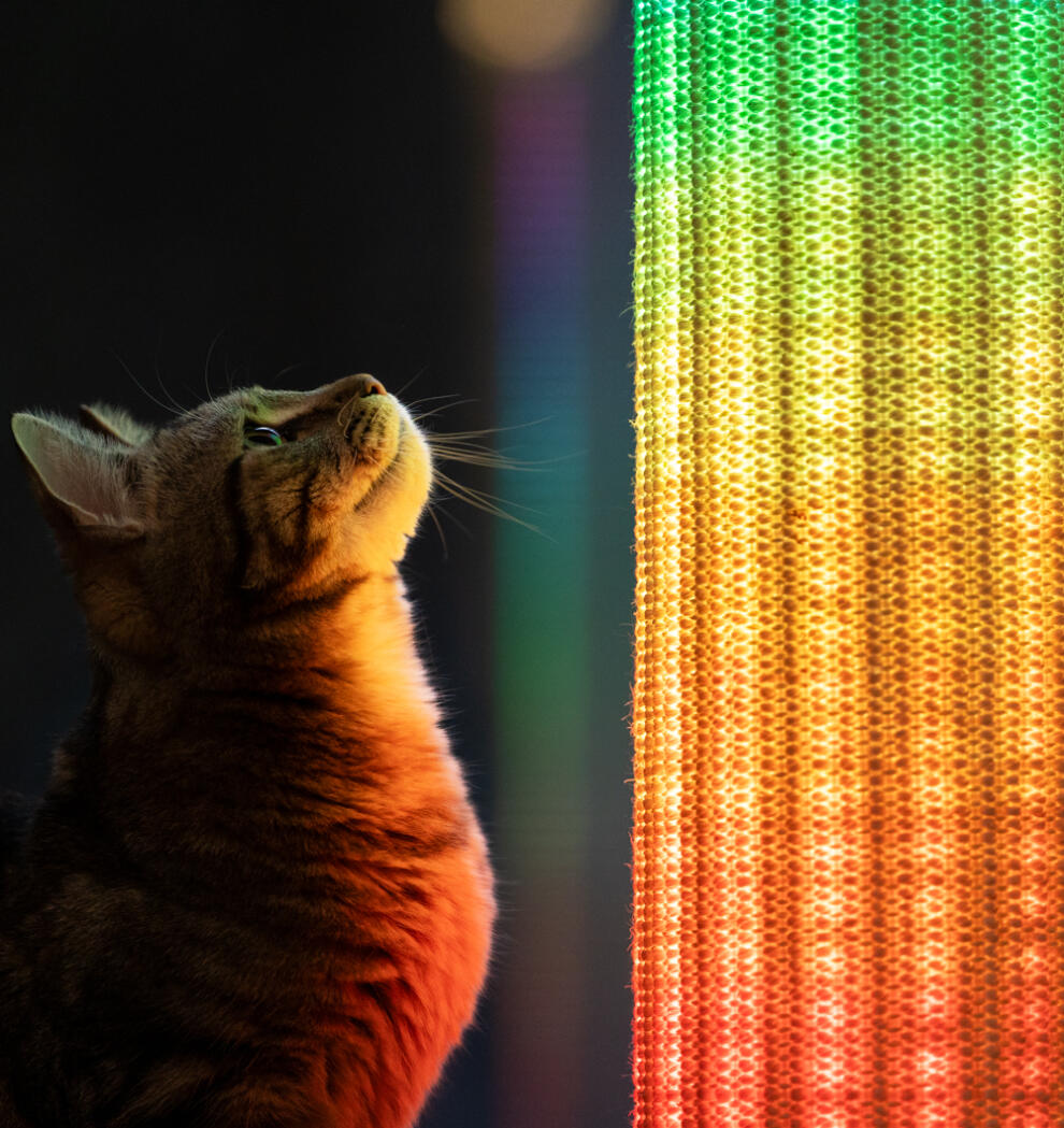 Close up of cat looking up at Switch scratching post with rainbow lights.