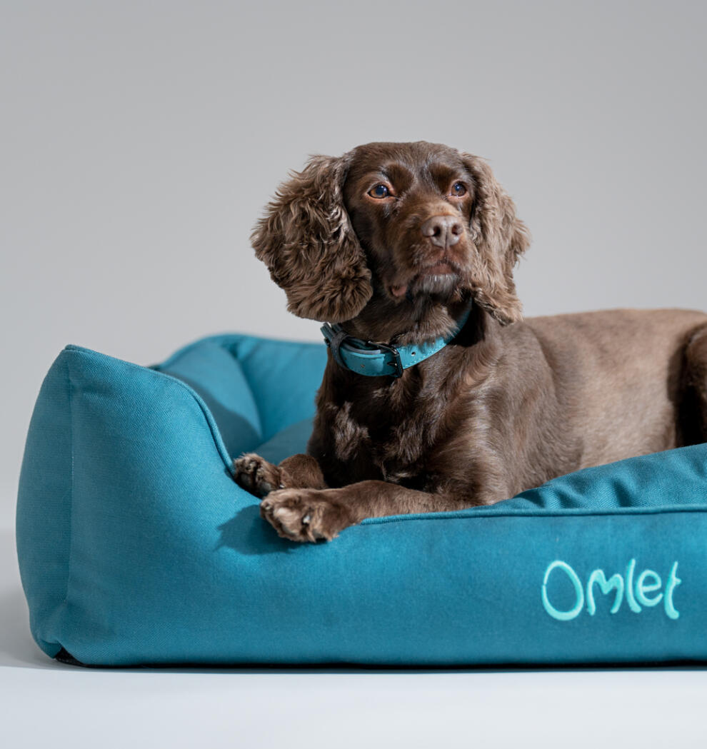 spaniel looking out from an Omlet Nest bed in shaded spruce