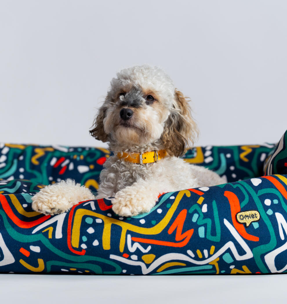 dog lying on an Omlet nest bed in the zoomies print