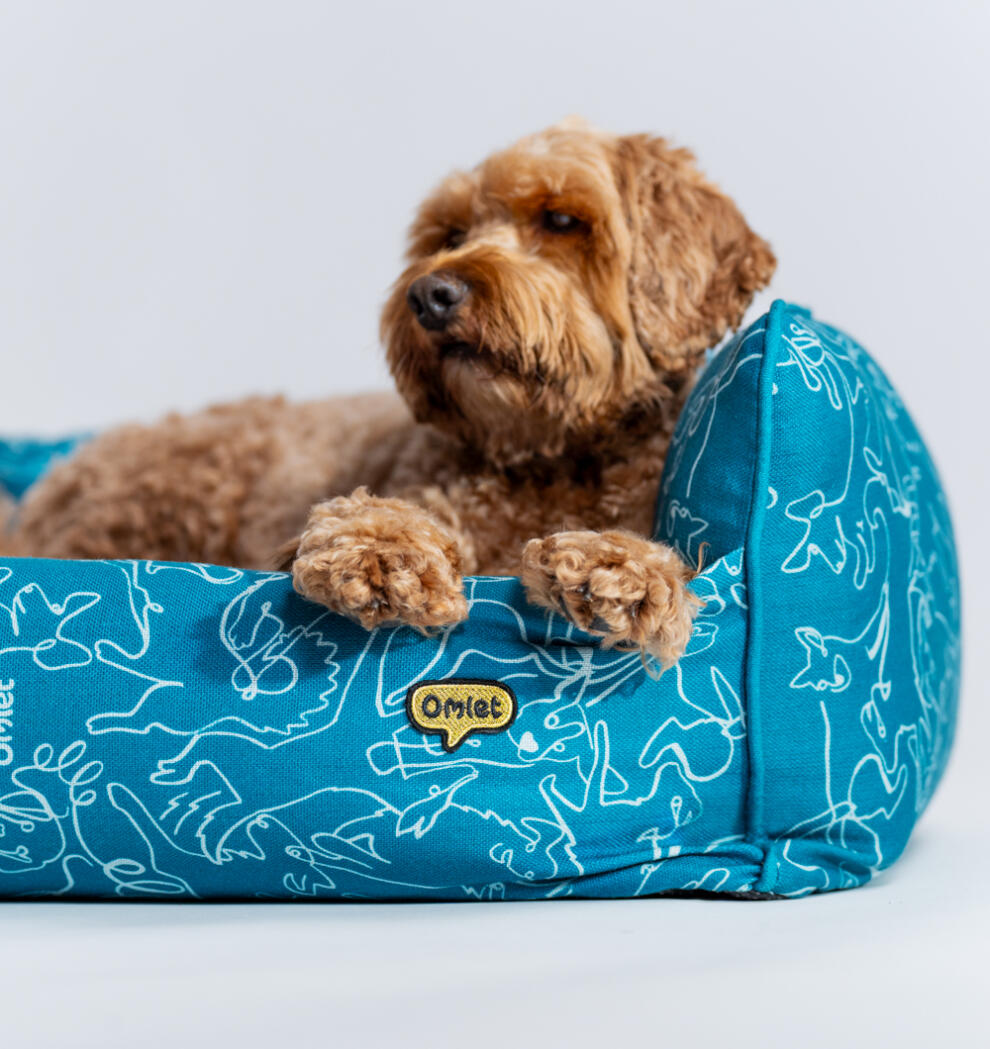 brown dog lying in an Omlet Nest bed in teal