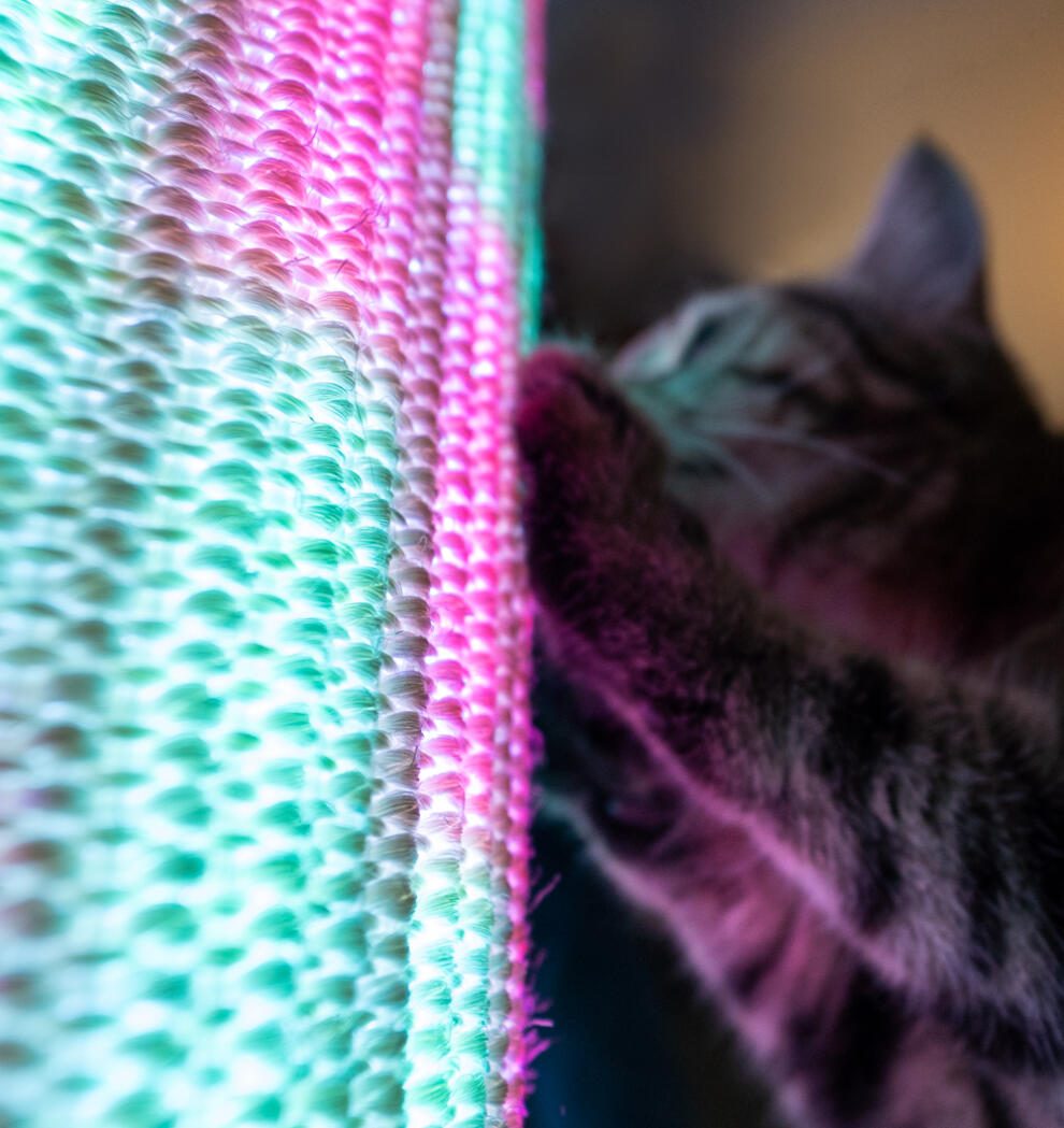 Close up of cat scratching sisal sleeve with purple and blue lights.