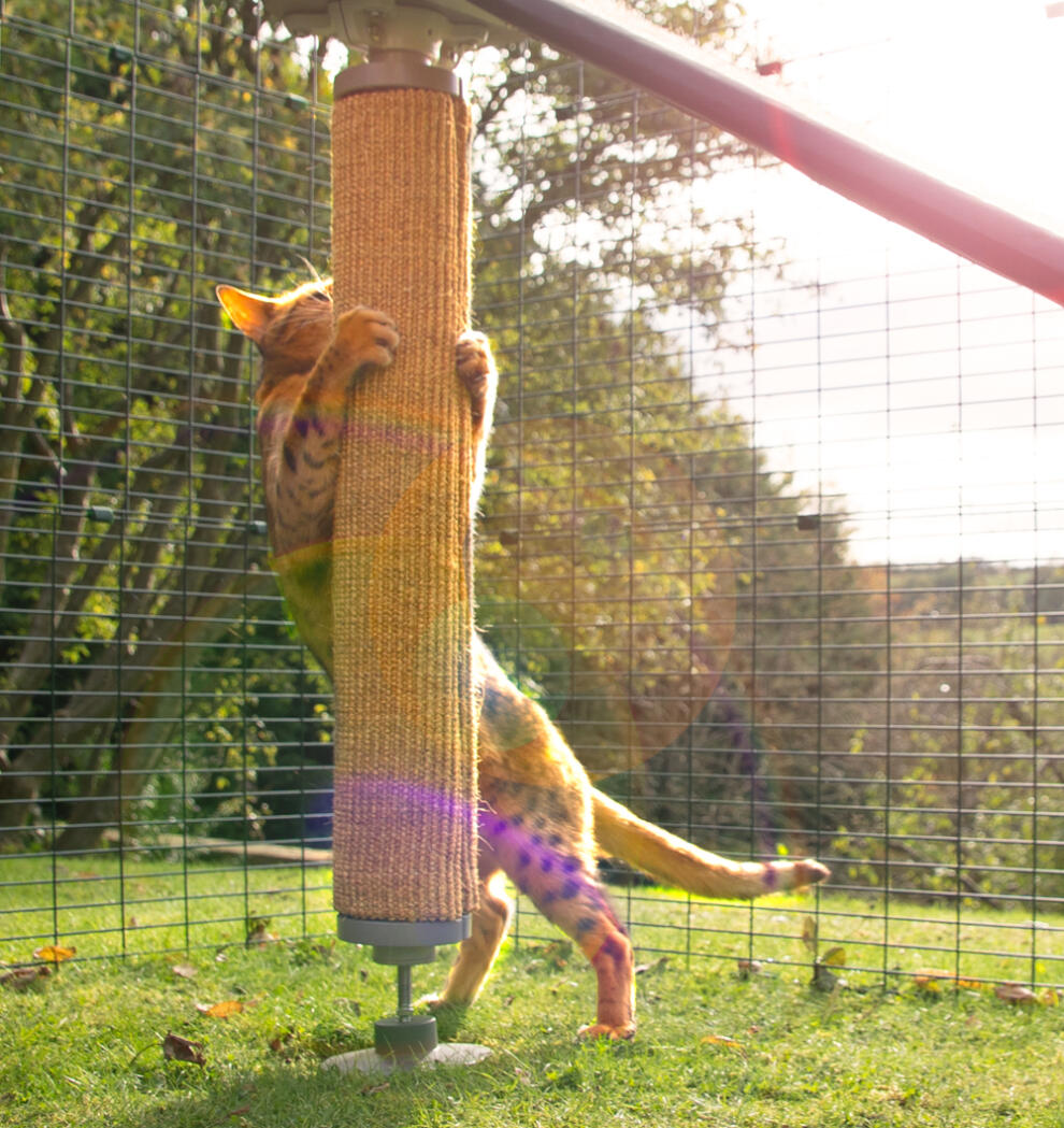 A cat scratching the cat scratcher attached to the freestyle pole