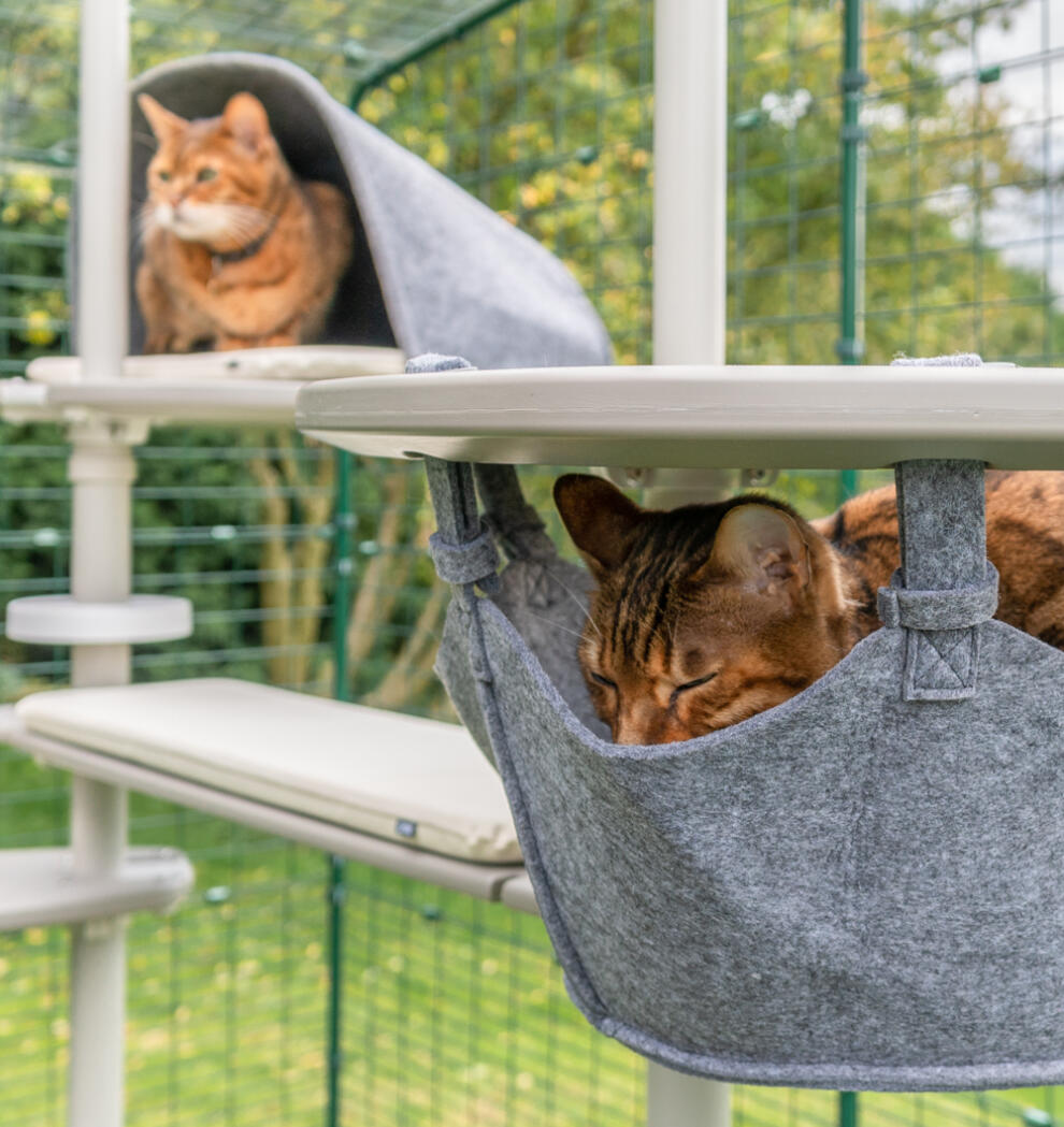 Two cats on the freestyle cat tree - one in a hammock and one in a platform den