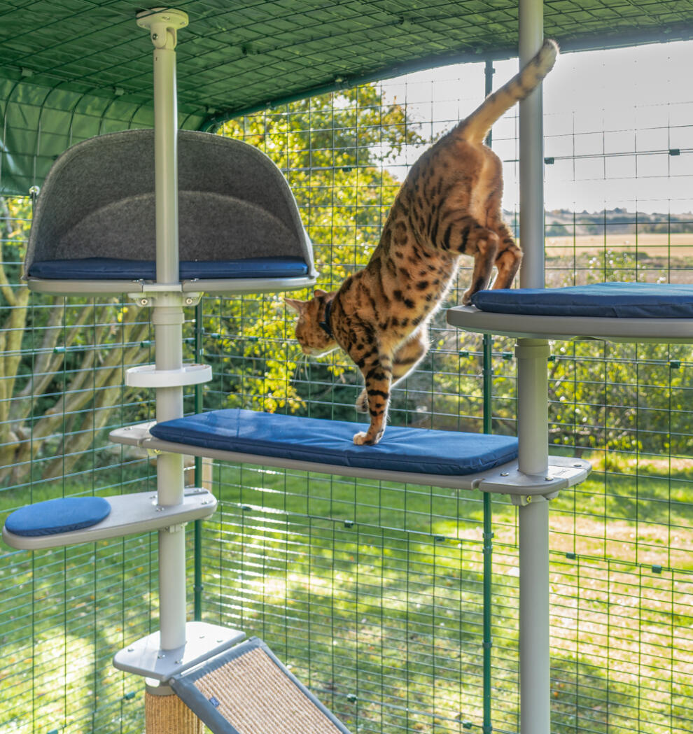 A cat climbing over the freestyle cat tree accessories