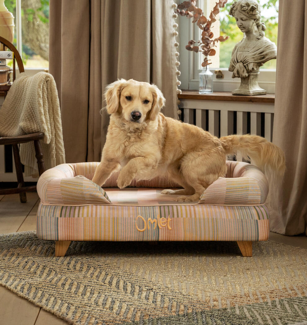 Labrador jumping off raised Bolster Dog Bed in Pawsteps Natural print with wooden square feet.