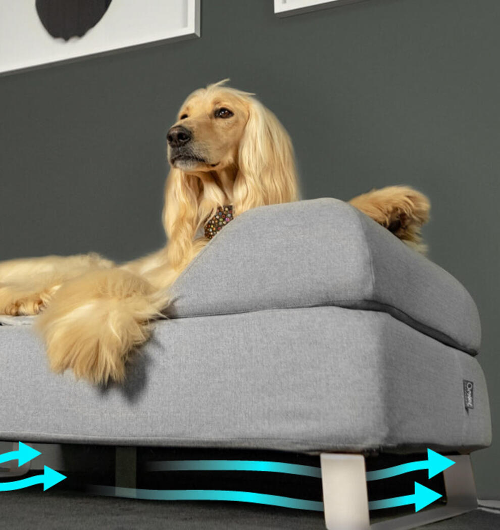 Topology Luxury Dog Beds With Toppers By Omlet Omlet
