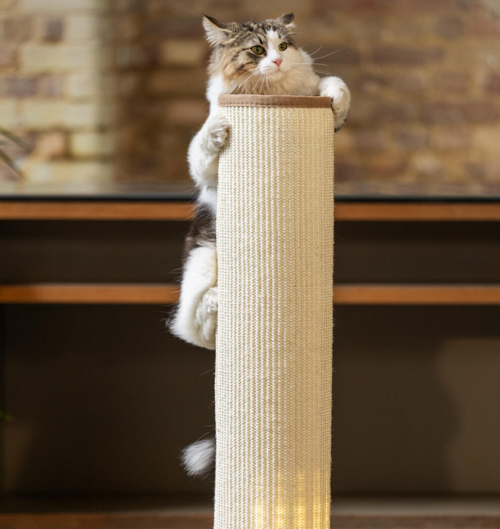 Fluffy cat climbing cream coloured Switch scratching post.