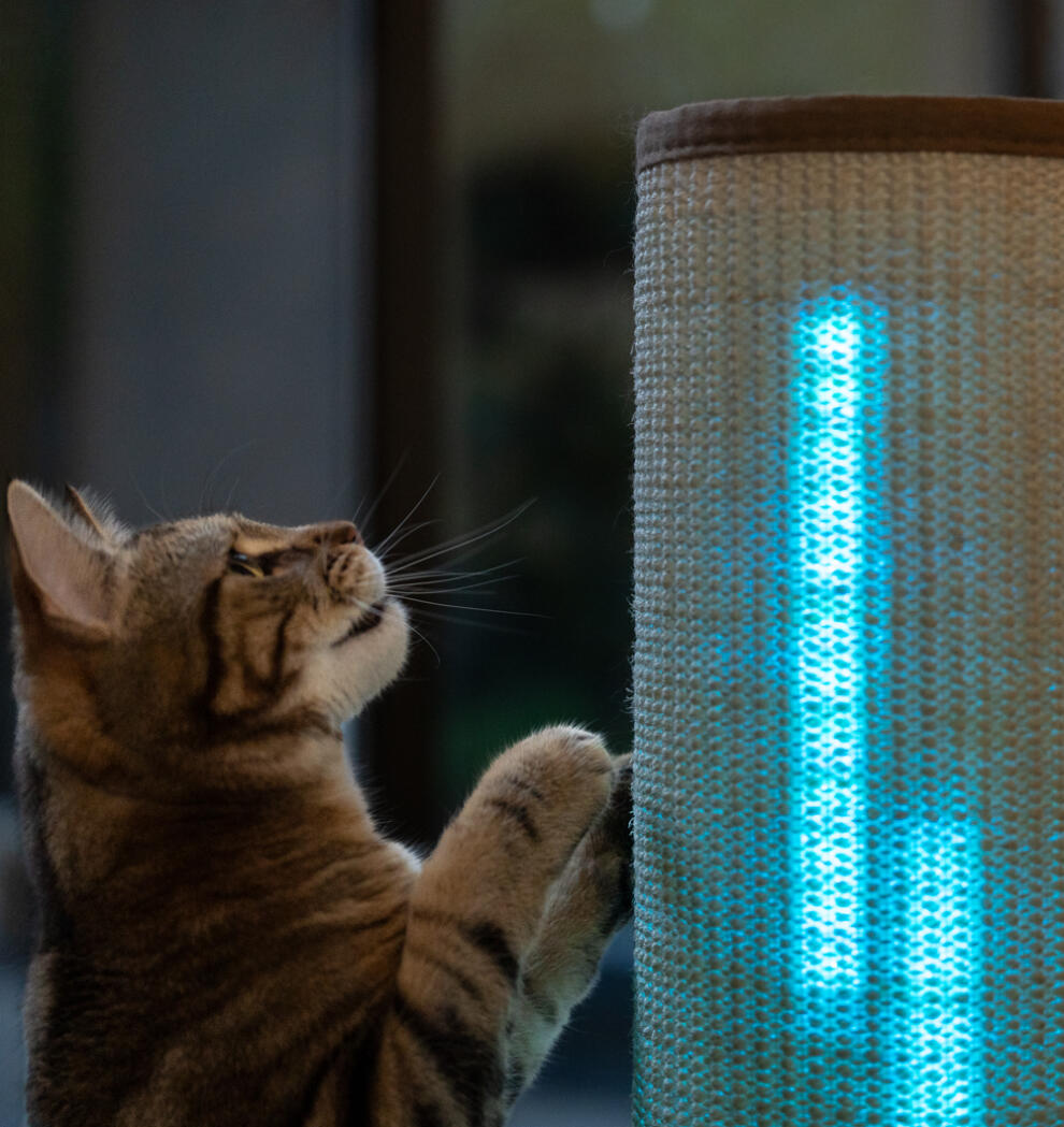 cat scratching a tall siasl scratching post with blue lights