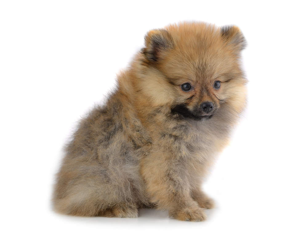 turkish pomeranian pomeranian dogs breed information omlet turkish pomeranian pomeranian dogs breed information omlet