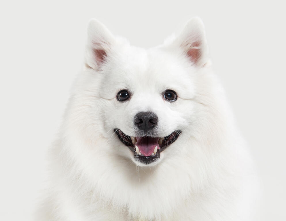 Japanese Spitz Dogs Breed Information Omlet