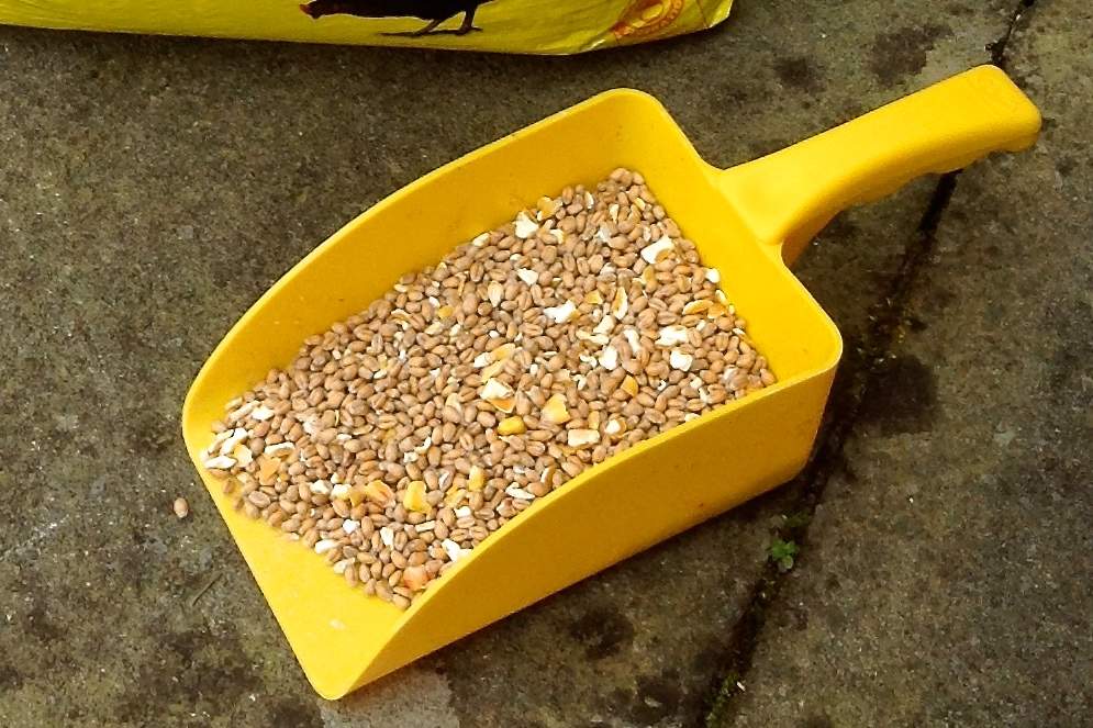 Feed Scoop Small Yellow Chicken Feed & Treats for Chickens Chicken