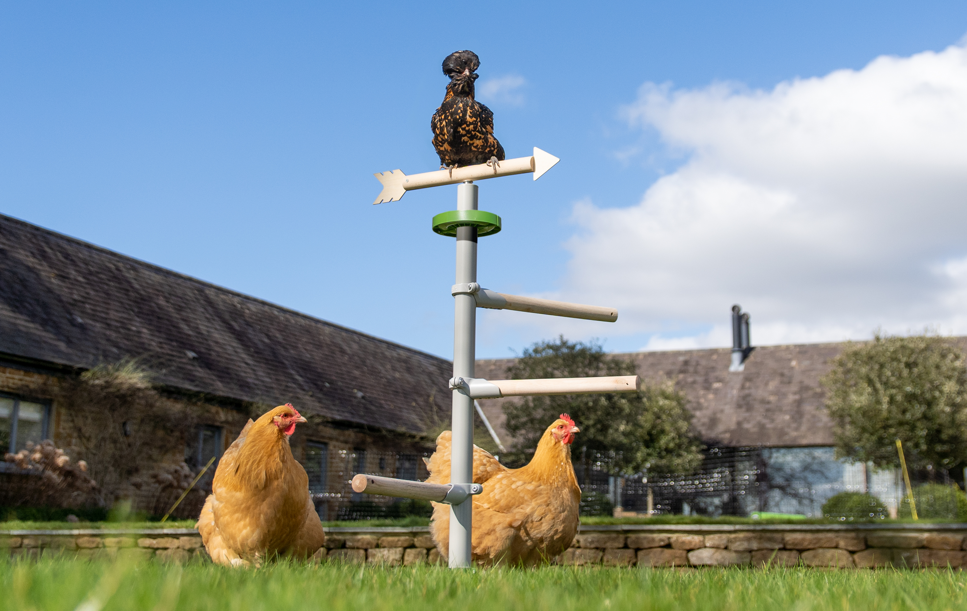 Hens using the Omlet Freestanding Chicken Perch