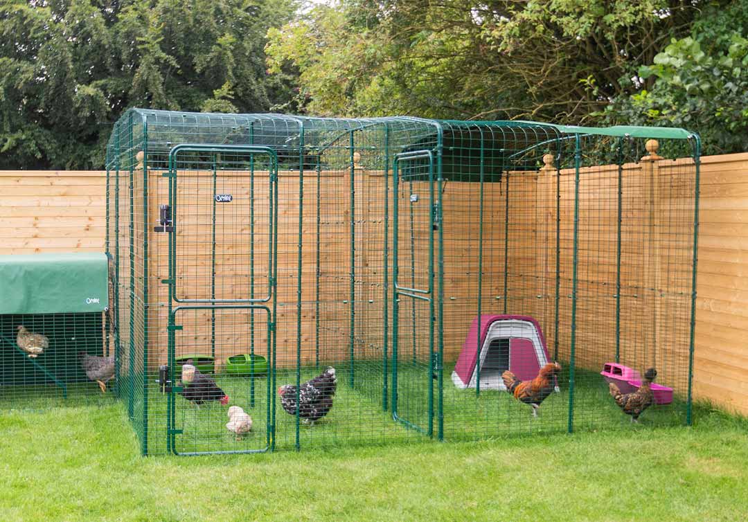 Large Walk in Chicken Runs Omlet