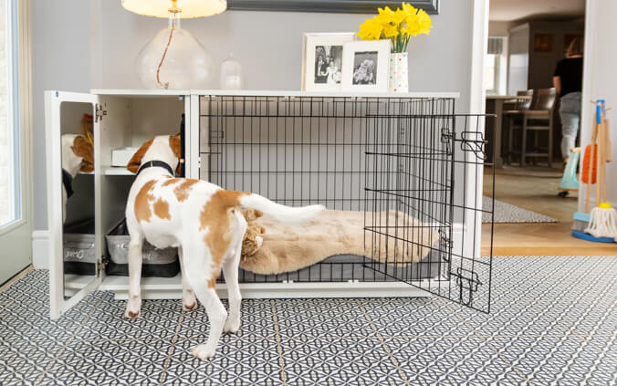 dog looking inside the dog crate wardrobe