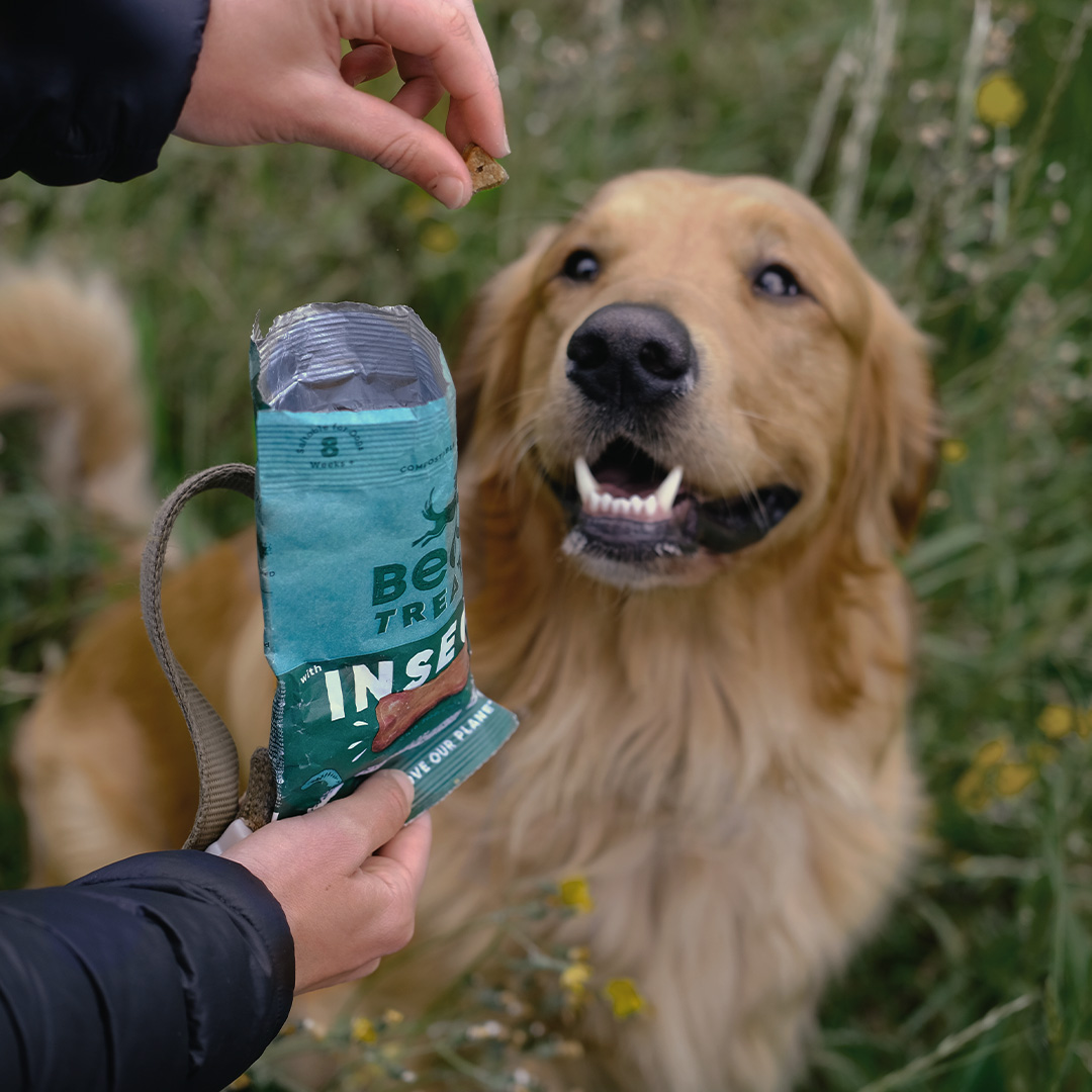 Can I Bring Dog Treats On A Plane