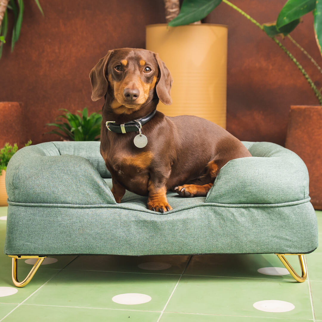 Dog in a green bolster dog bed
