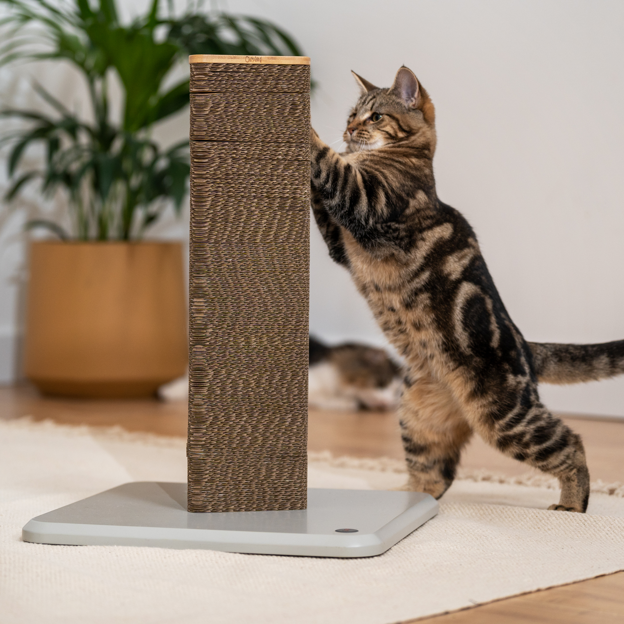 cat playing with a short cat scratching post