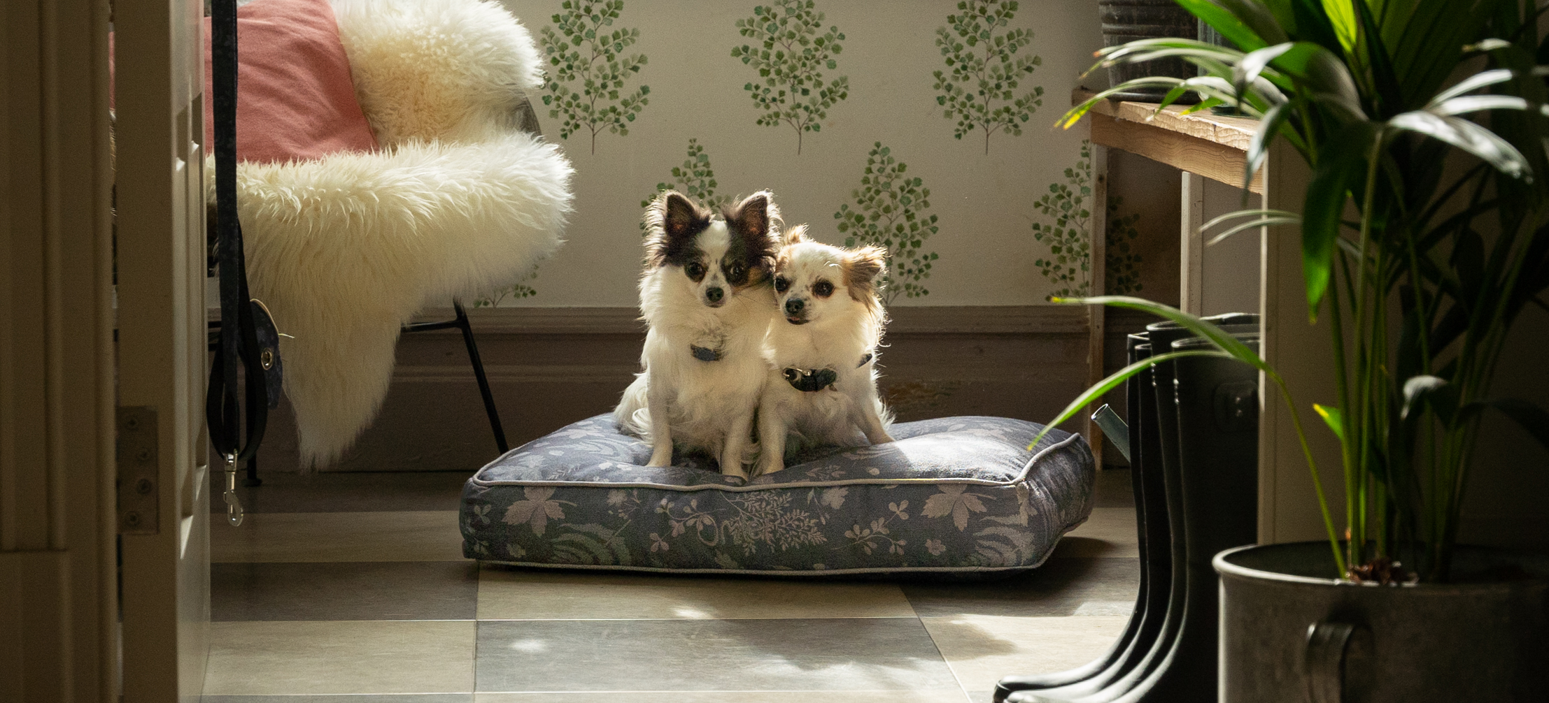 Two small chihuahuas living harmoniously on their Omlet Cushion dog bed in Forrest Fall