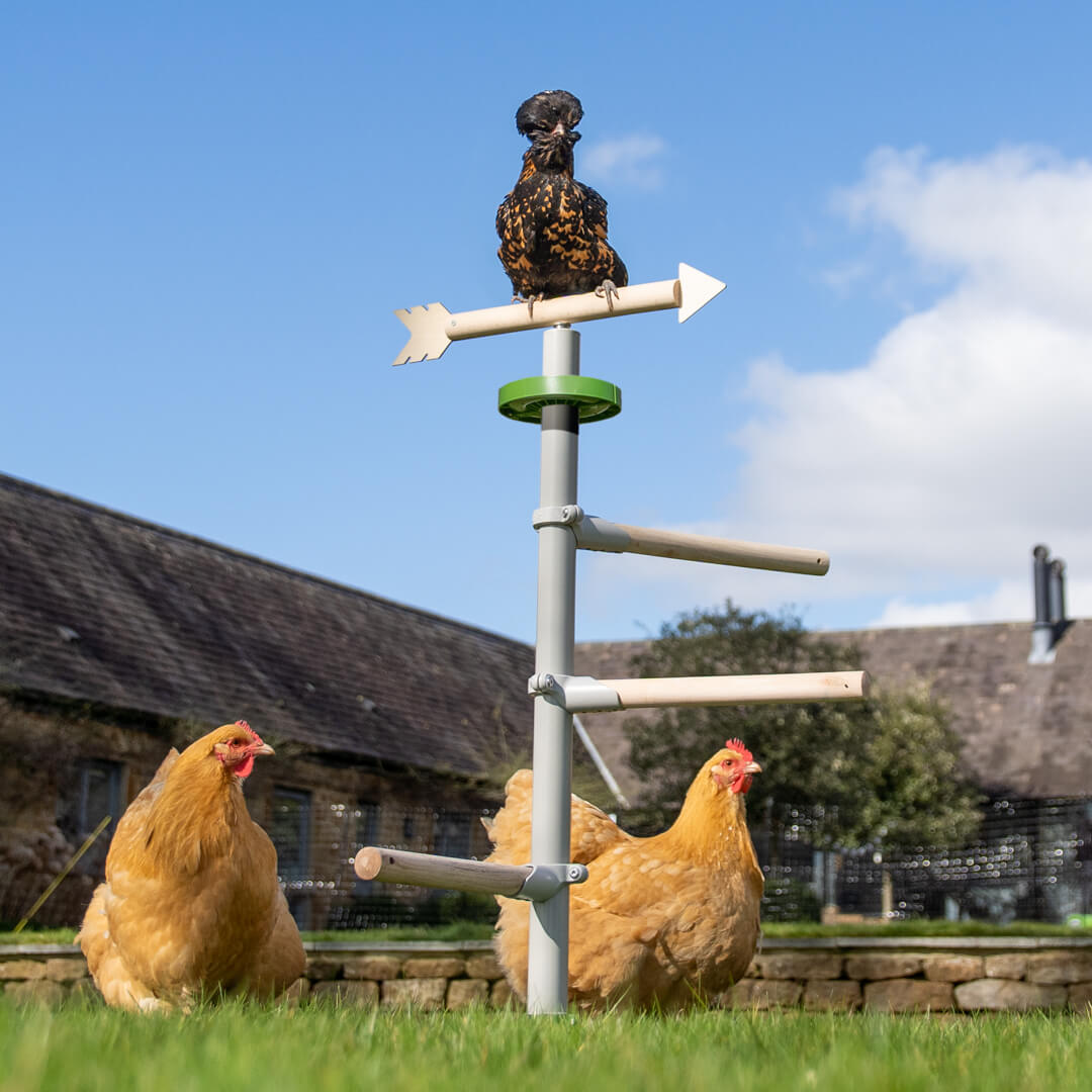 chicken keeping in the spring