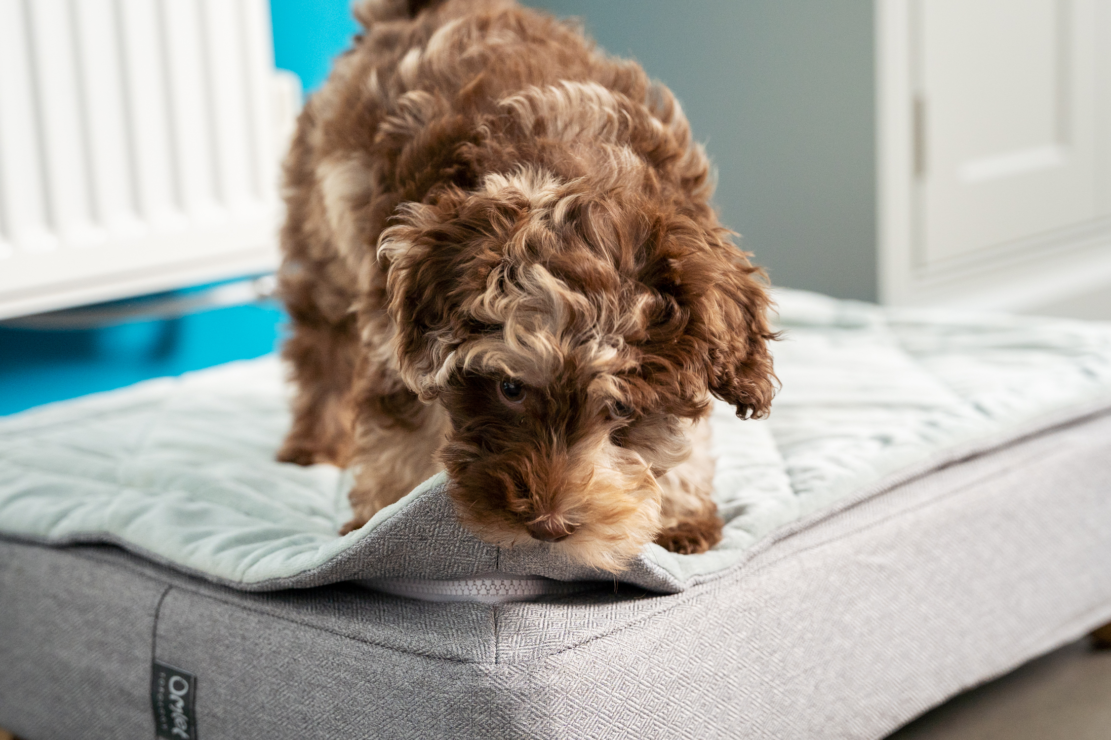 Puppy chewing on Omlet’s Topology Puppy Bed Quilted Topper.