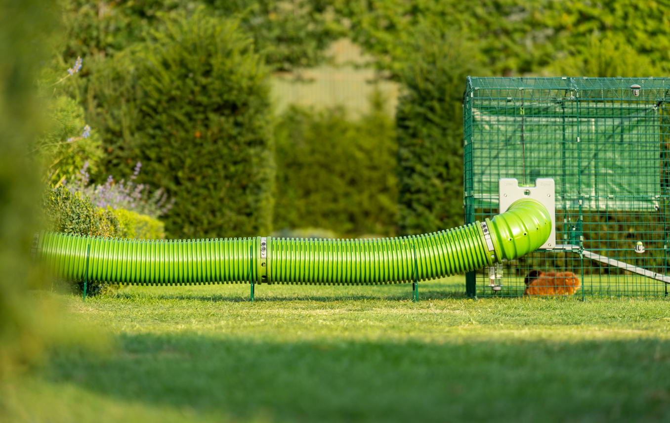 Guinea pig tunnel system raised from the lawn using the Zippi support hoops