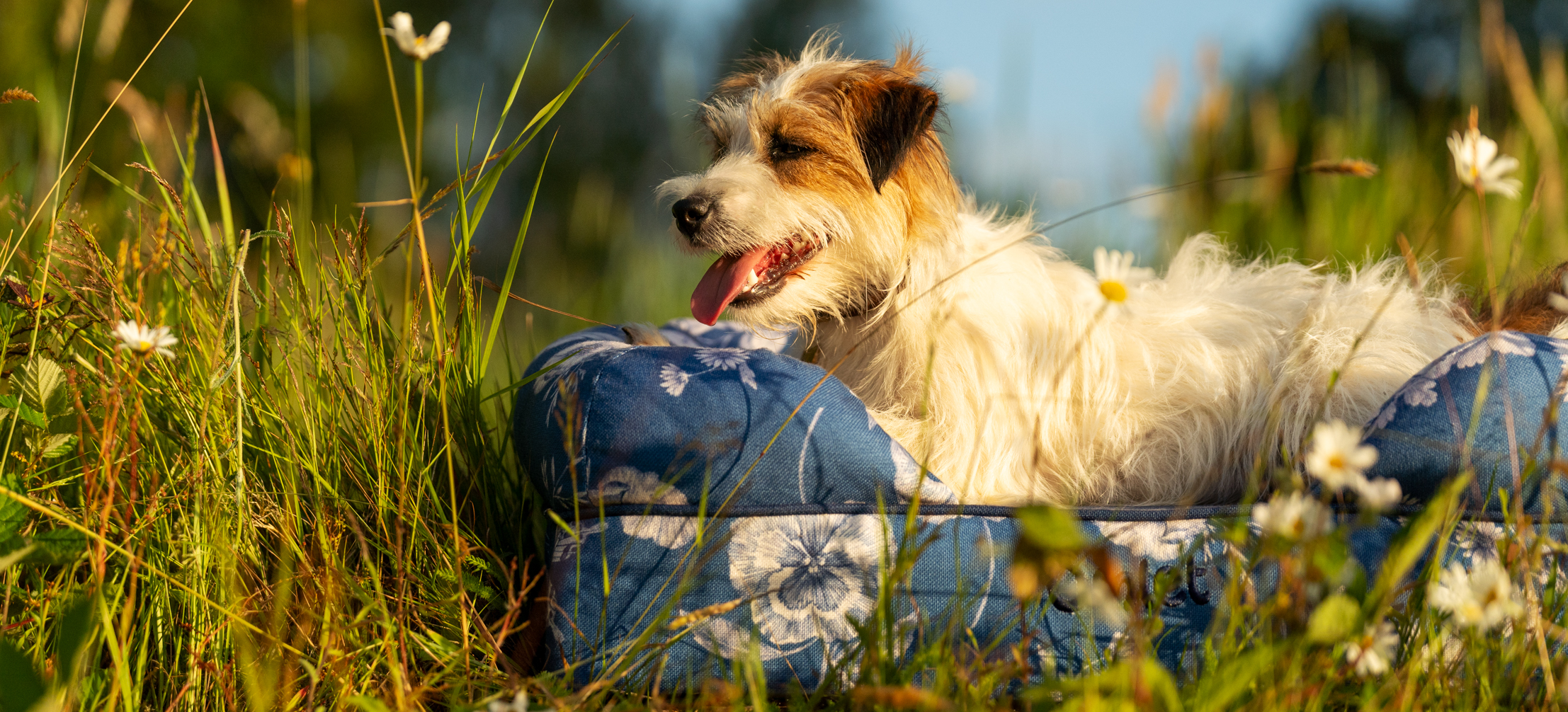 Terrier outside on their Omlet Bolster dog bed in Gardenia Porcelain