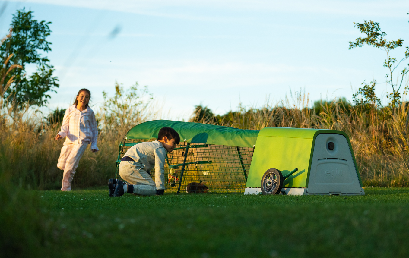 Guinea pigs in the spacious guinea pig run