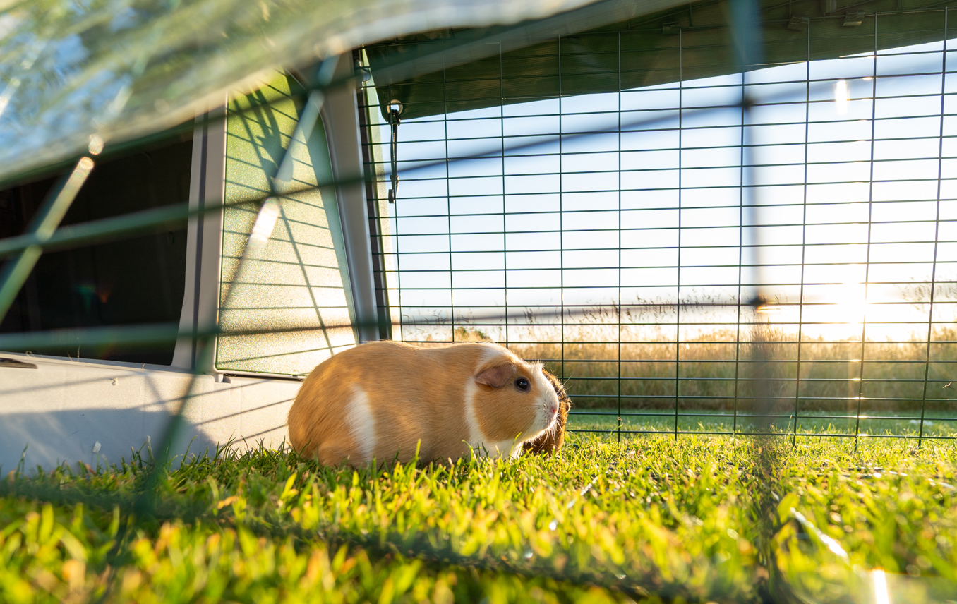 Small guinea discount pig run
