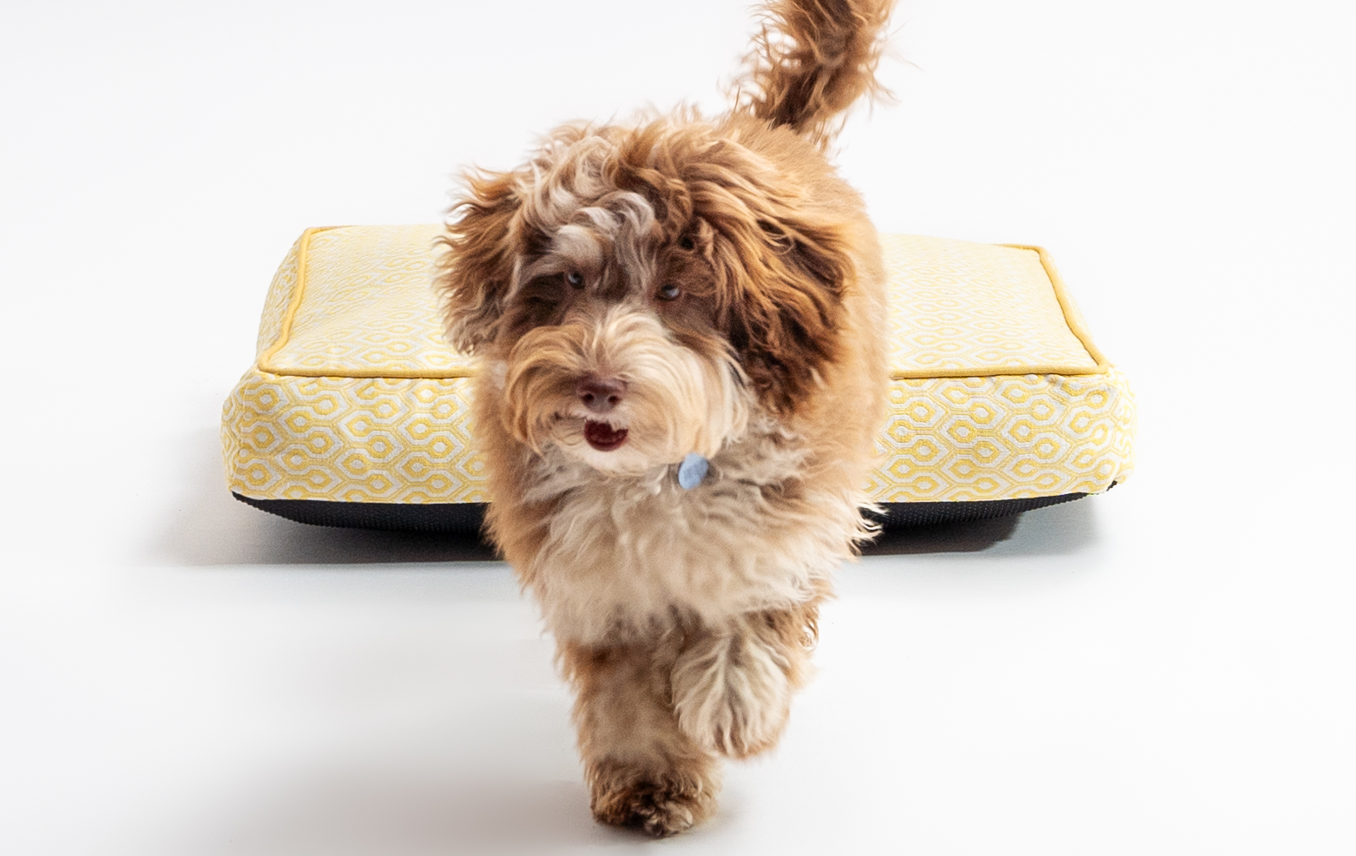 Young dog and their Omlet Cushion Dog Bed in Honeycomb Pollen