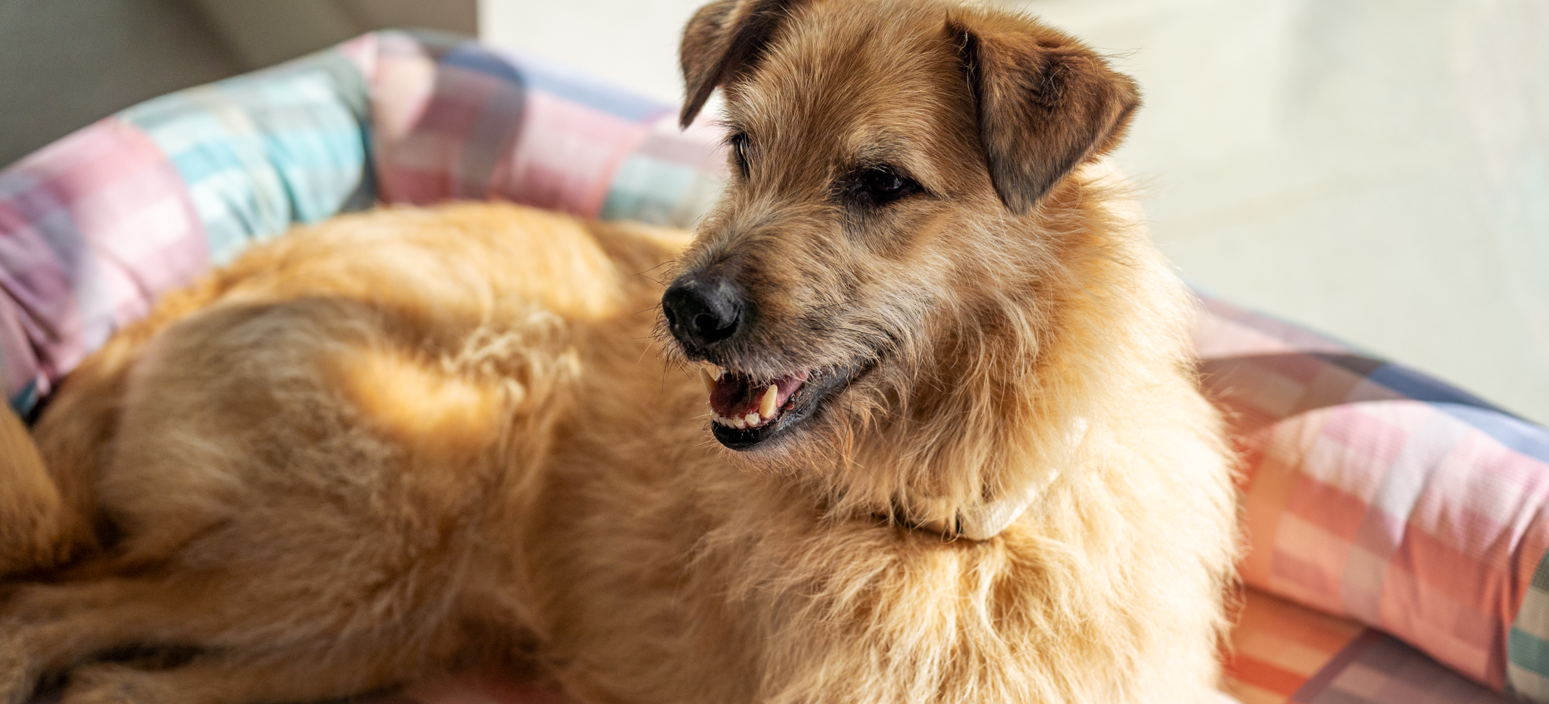 Mixed-breed dog on their Omlet Bolster dog bed in Prism Kaleidoscope