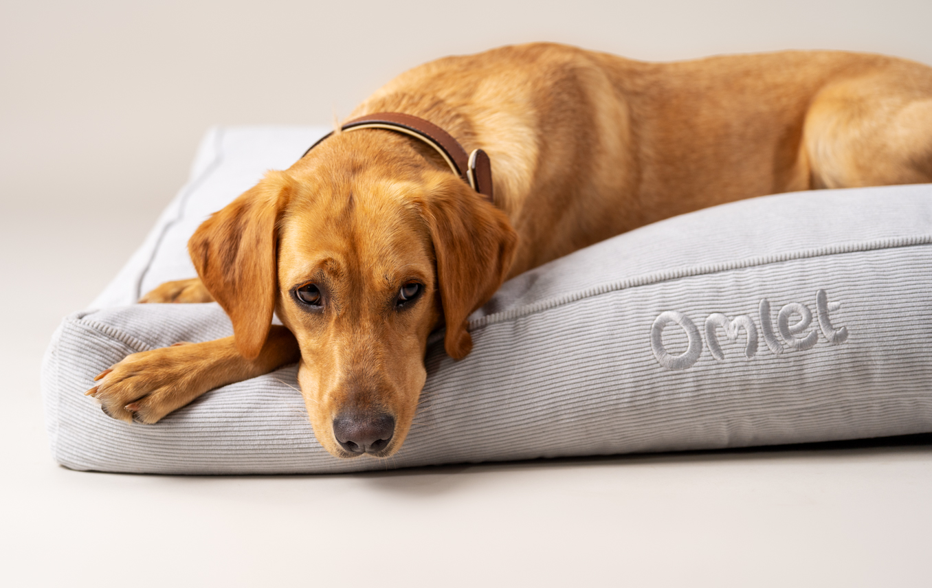 Labrador on Omlet’s Cushion dog bed in Corduroy Pebble