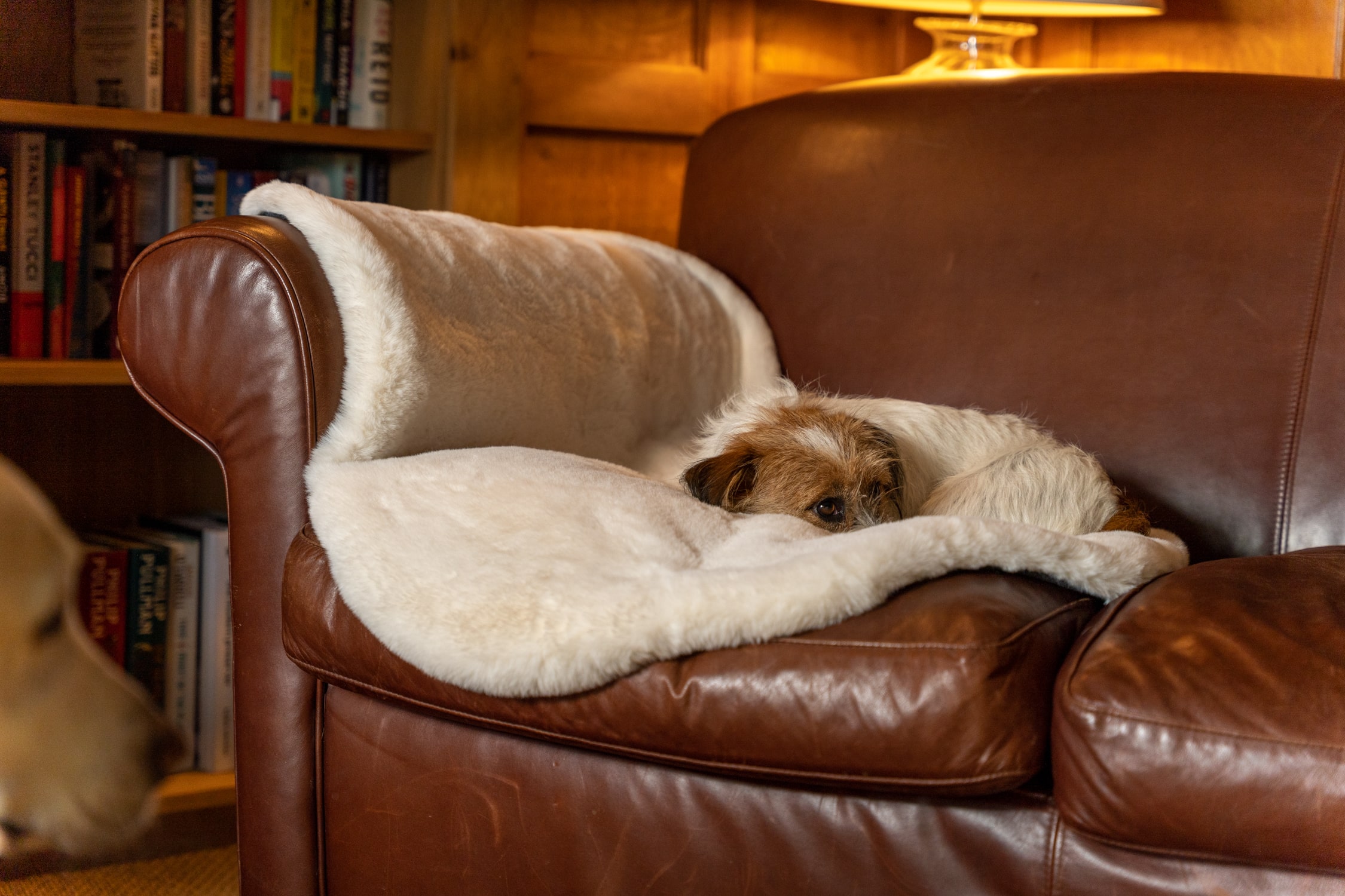Jack Russell Terrier curled up on the couch on Omlet’s Luxury Faux Sheepskin Dog Blanket