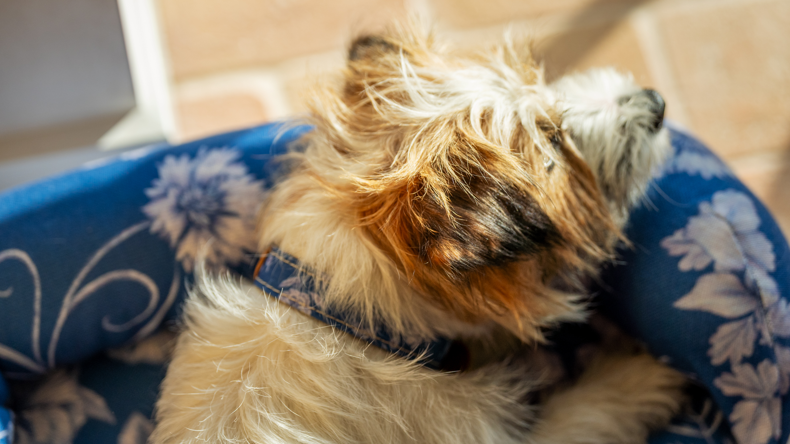 Small terrier dog enjoying time outside on their Omlet Bolster Dog Bed in Gardenia Porcelain