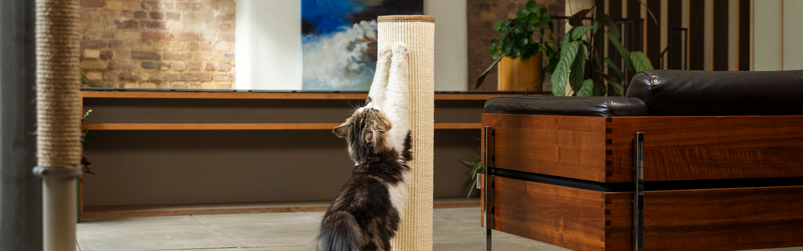 Cat using the Switch Cat Scratcher