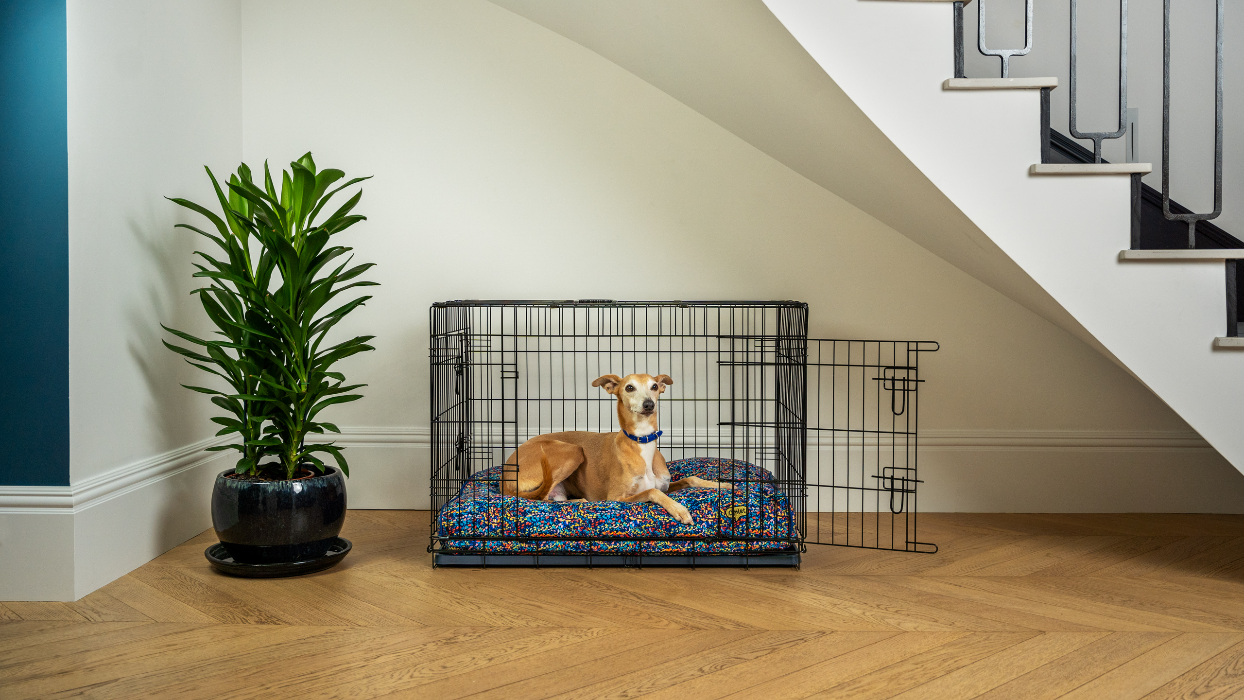A whippet sitting on Omlet Cushion Dog Bed in a Fido Classic Dog Crate.