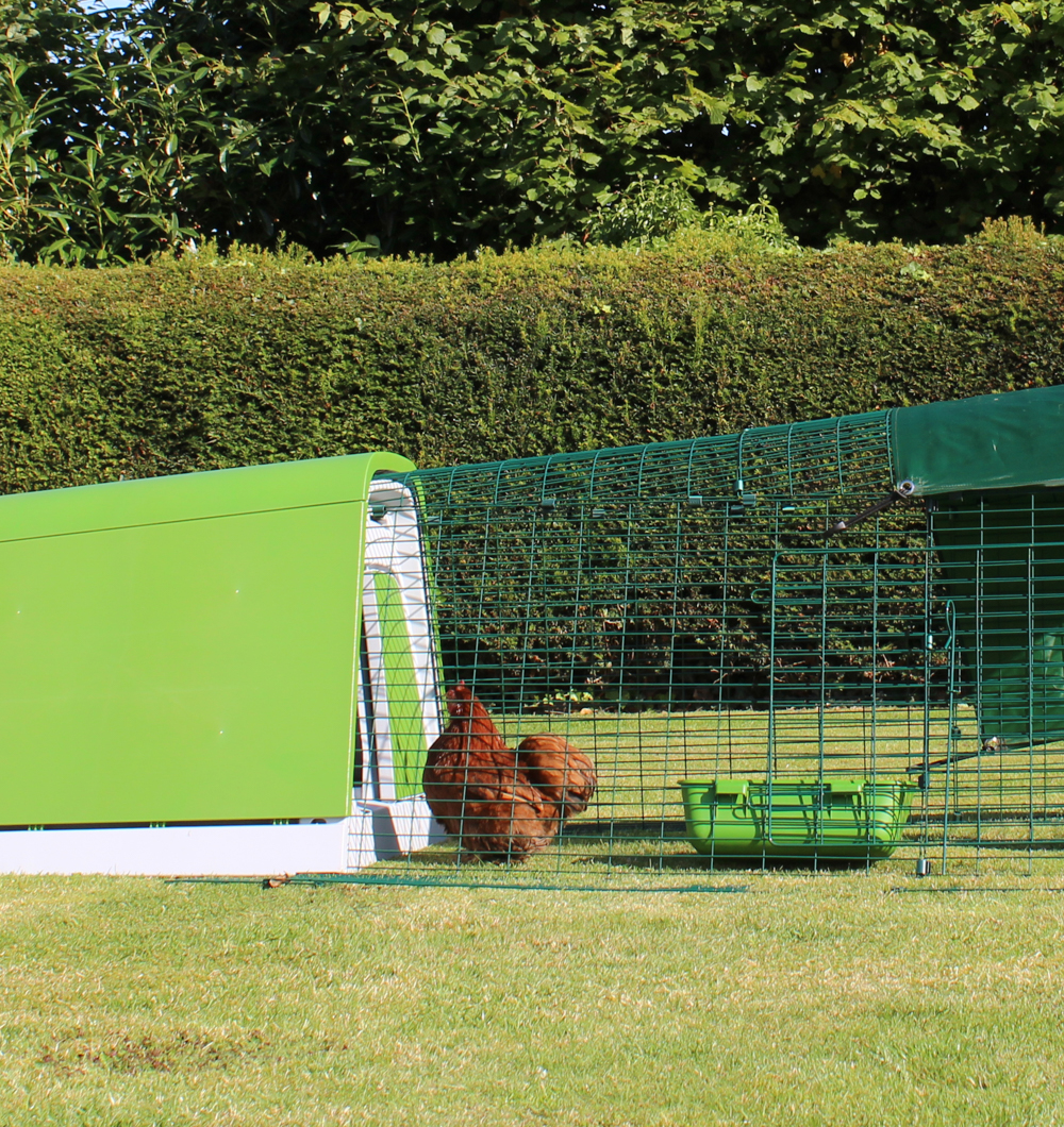 Green Eglu Go Chicken Coop with run in backyard.