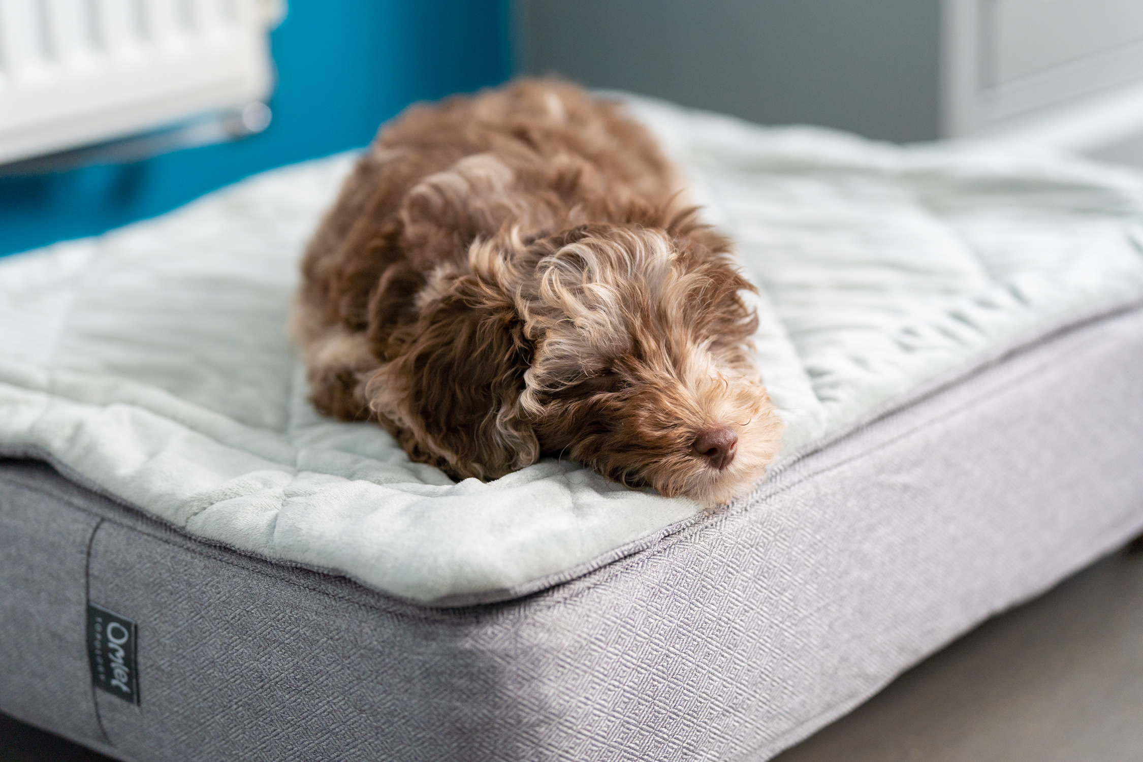 Poodle cross puppy on the Omlet Topology Dog Bed