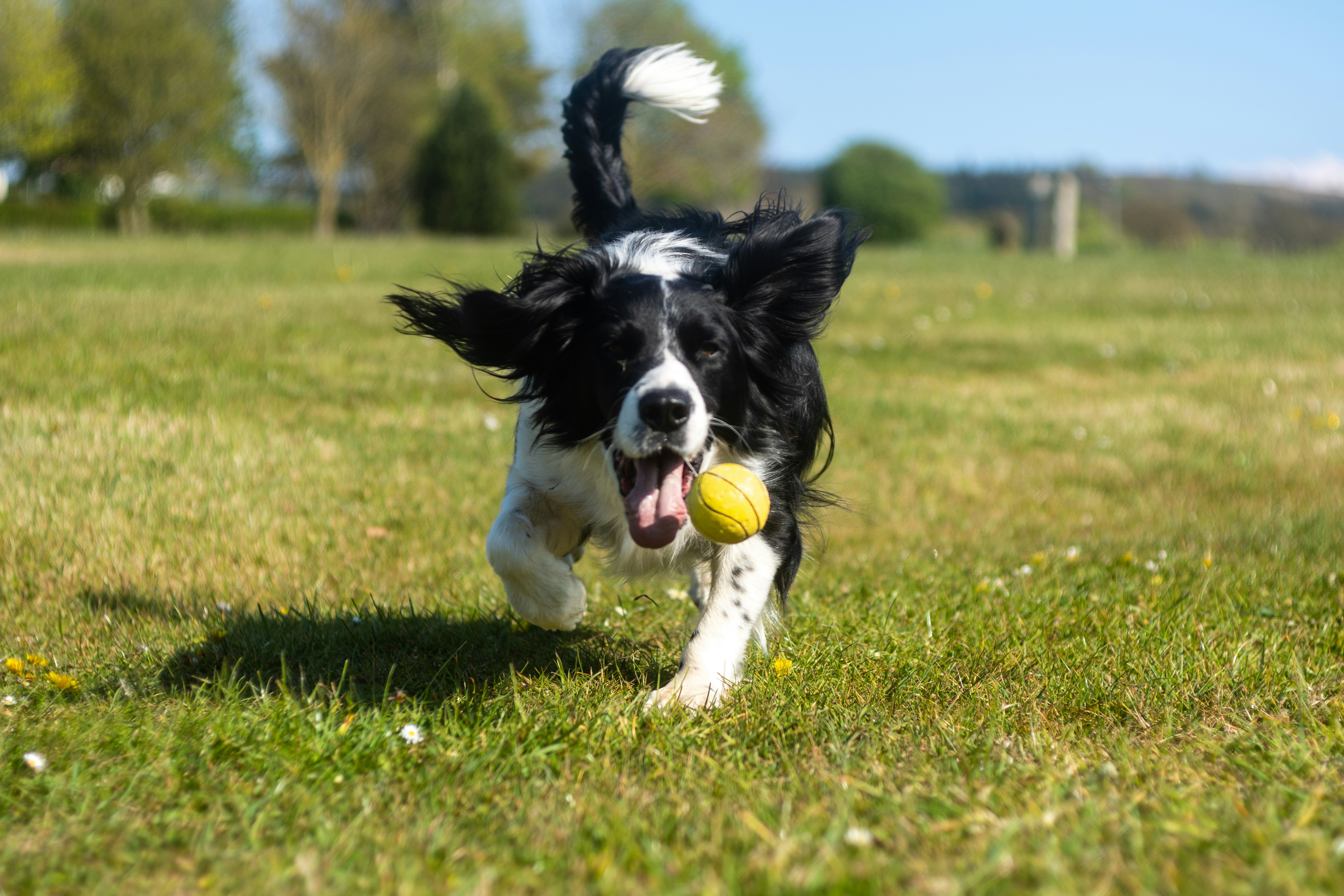 Dog playing fetch with a tennis ball