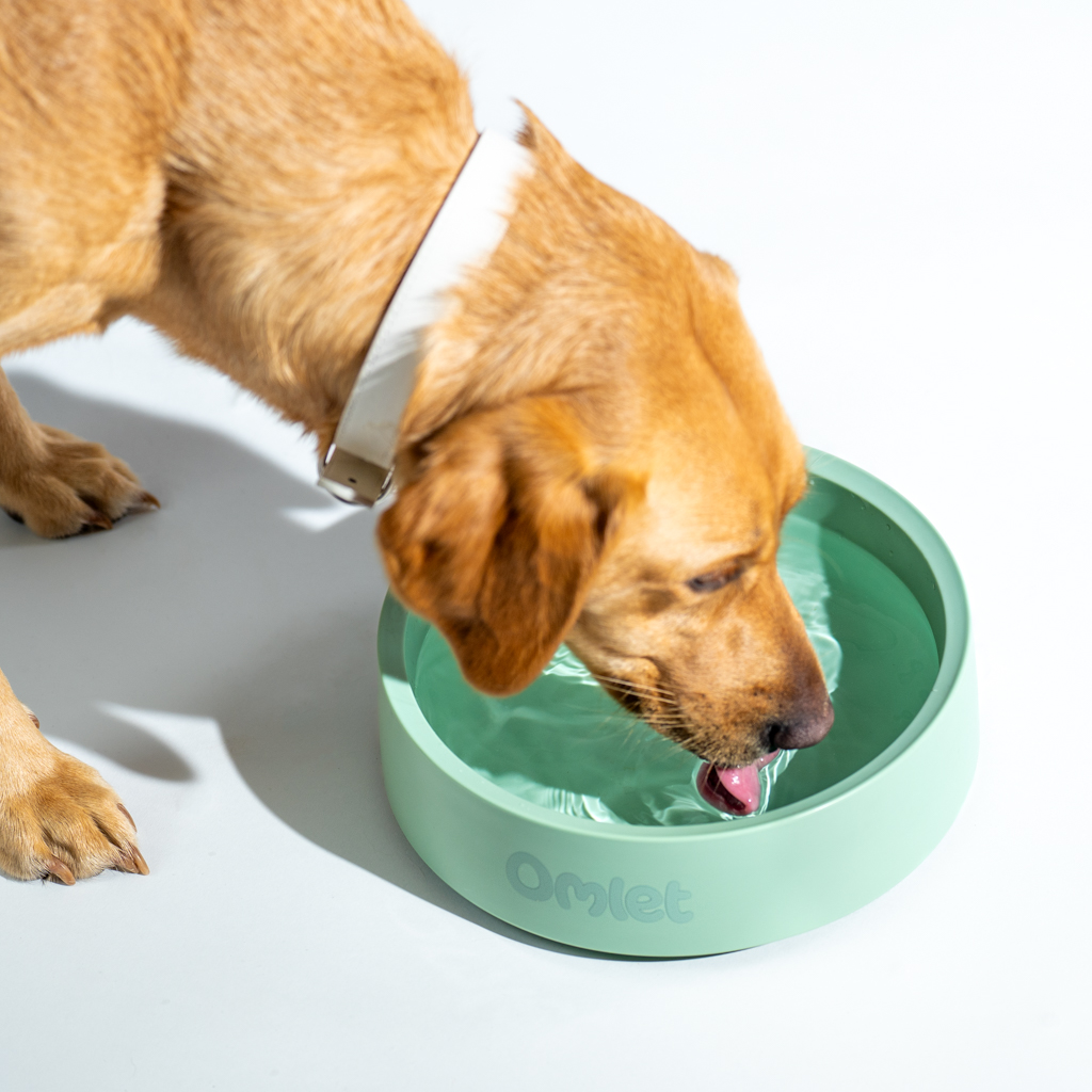 Retriever drinking out of an Omlet dog bowl in colour sage.
