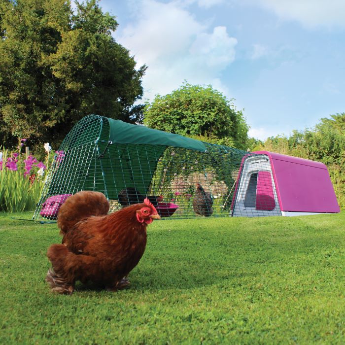 Eglu Go Chicken Coop with 2m Run Package - Purple