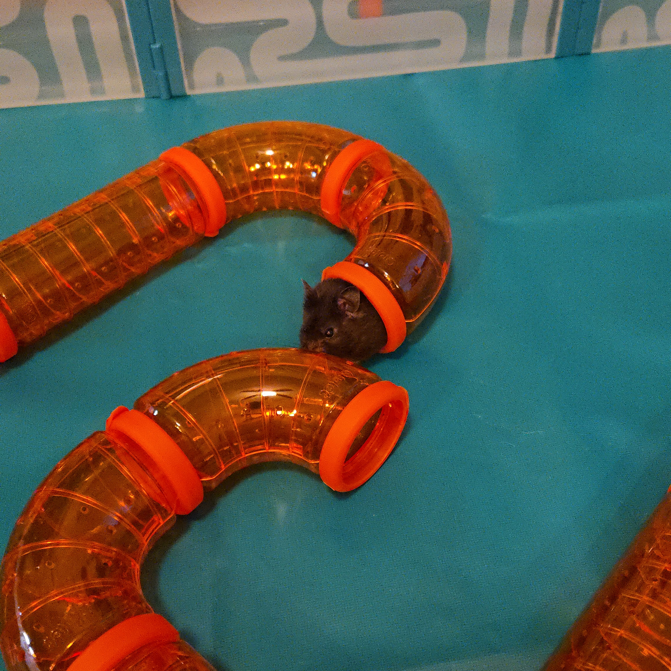 Curated visual reference: Gallery Detail: Starter Hamster Tunnel Kit