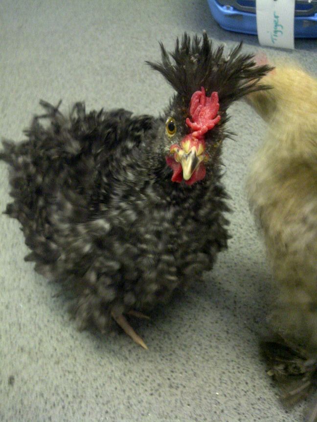Frizzle For Sale | Chickens | Breed Information | Omlet