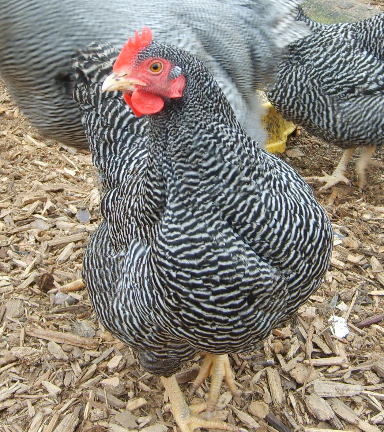 plymouth rock for sale chickens breed information omlet plymouth rock for sale chickens breed information omlet