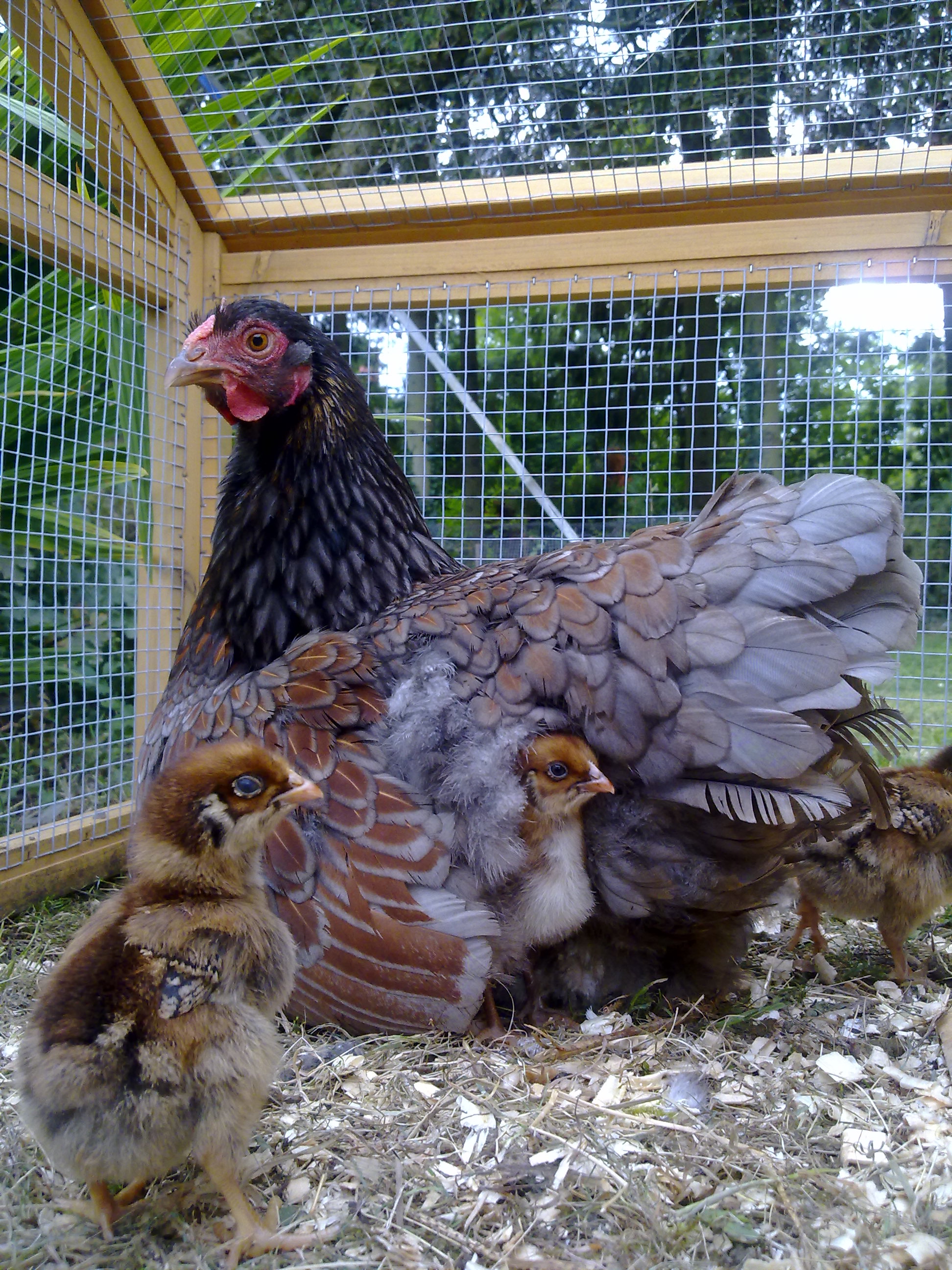 Barnevelder For Sale Chickens Breed Information Omlet