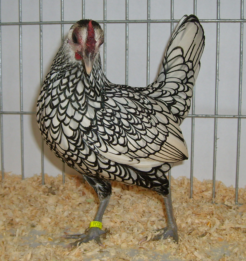 Sebright For Sale Chickens Breed Information Omlet