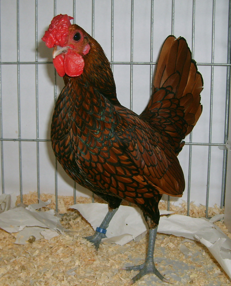 Sebright For Sale Chickens Breed Information Omlet