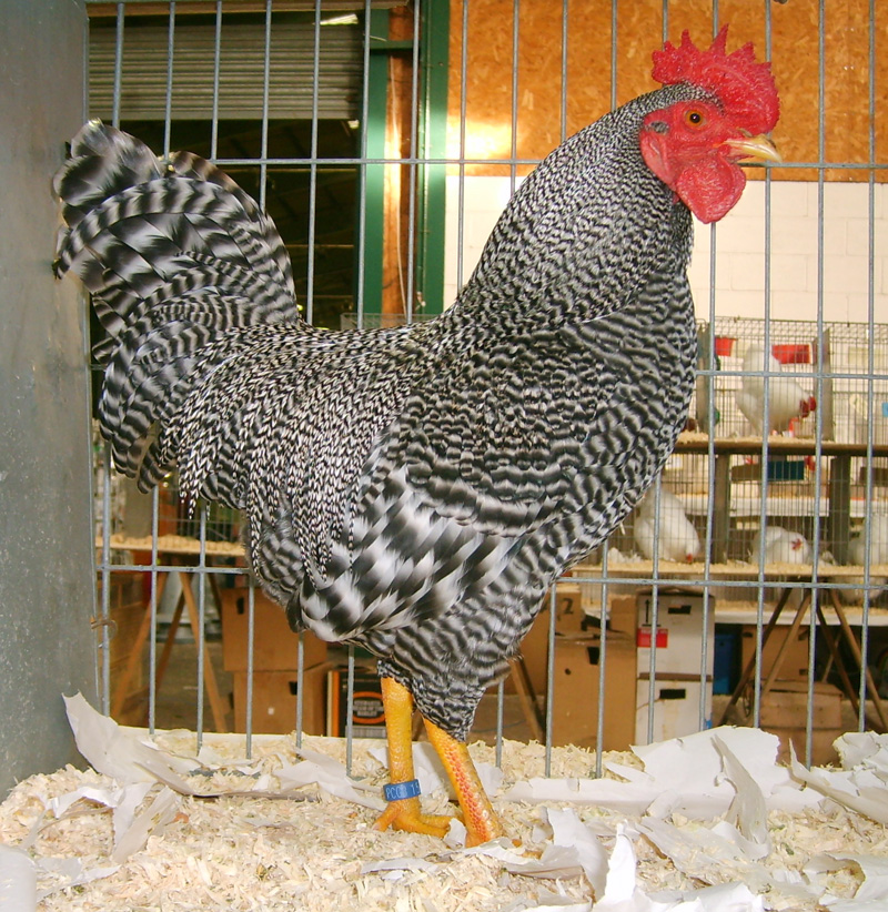Scots Grey For Sale Chickens Breed Information Omlet