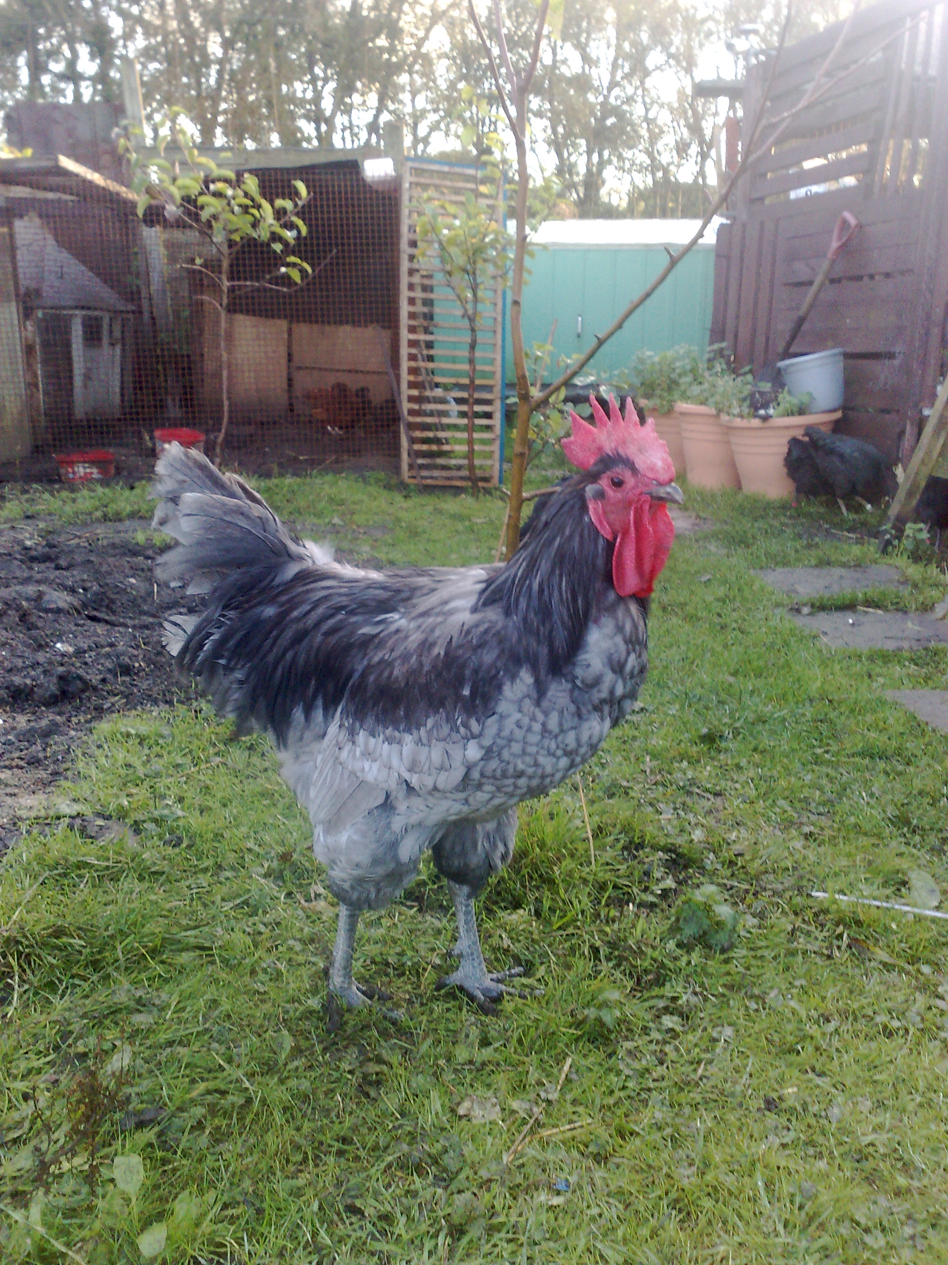 Jersey Giant For Sale | Chickens | Breed Information | Omlet